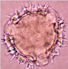 hyptis